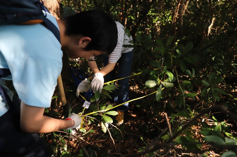 The objective was to rescue 40 native saplings from the woodland area where Research Building 2, a proof to HKUST's growth and success, is being constructed.